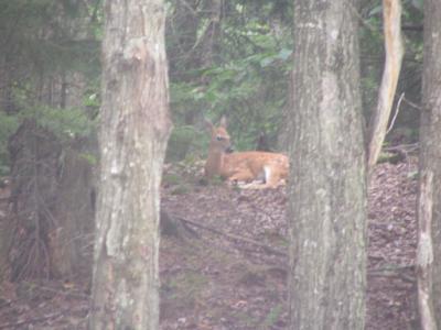 A fawn in the woods