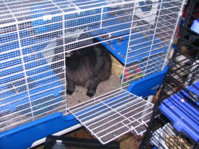 Cloe hanging out in the boys' cage