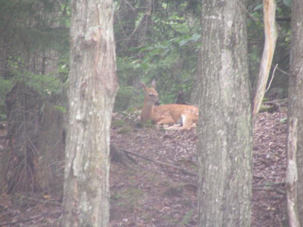 A fawn in the woods
